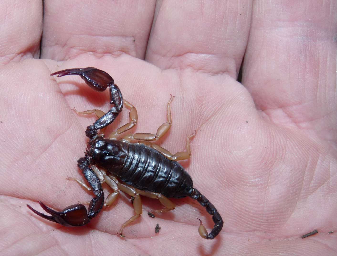 Euscorpius flavicaudis sotto le cortecce